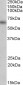 Goat Anti-MAOB Antibody